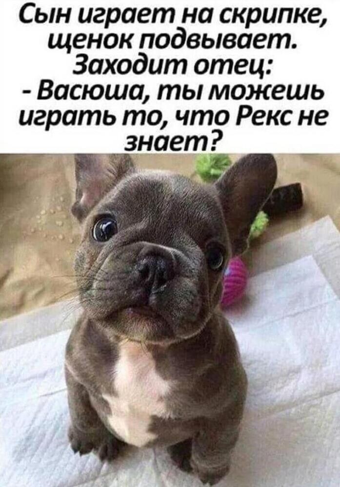 Сын играет на скрипке, щенок подвывает. Заходит отец: - Васюша, ты можешь играть то, что Рекс не знает?