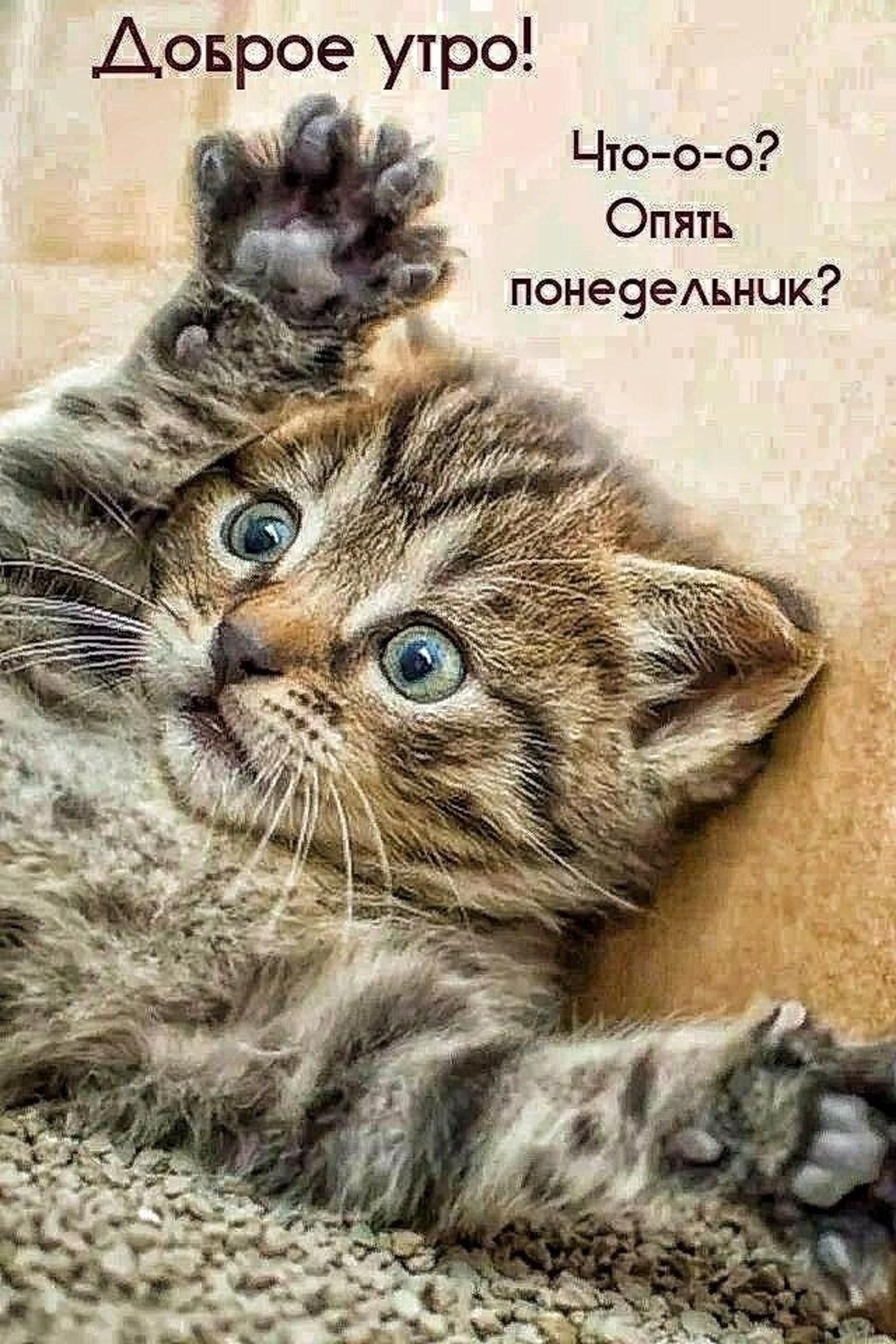 Доброе утро! Что-о-о? Опять понедельник?