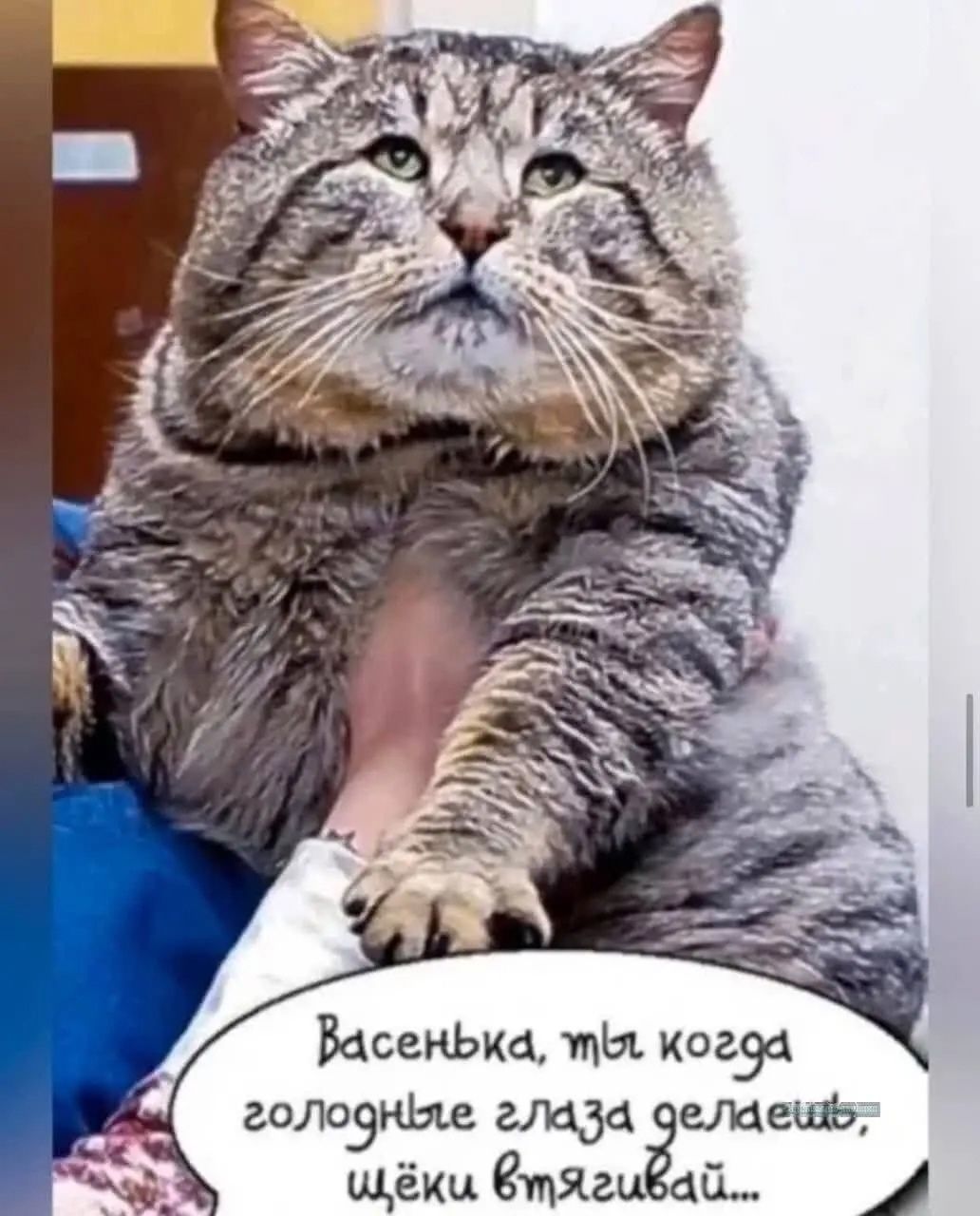 Васенька, ты когда голодные глаза делаешь, щёчки втягивай...