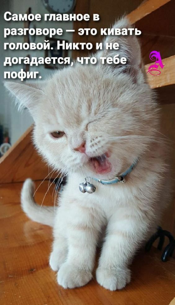 Самое главное в разговоре — это кивать головой. Никто и не догадается, что тебе пофиг.