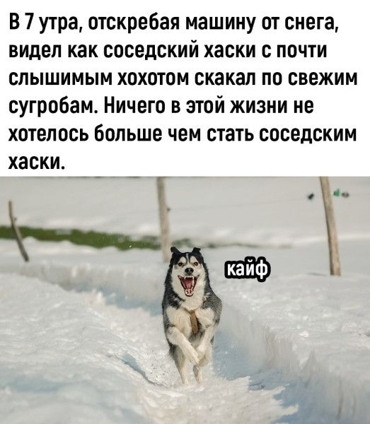 В 7 утра, отскребая машину от снега, видел как соседский хаски с почти слышимым хохотом скользил по свежим сугробам. Ничего в этой жизни не хотелось больше чем стать соседским хаски.
