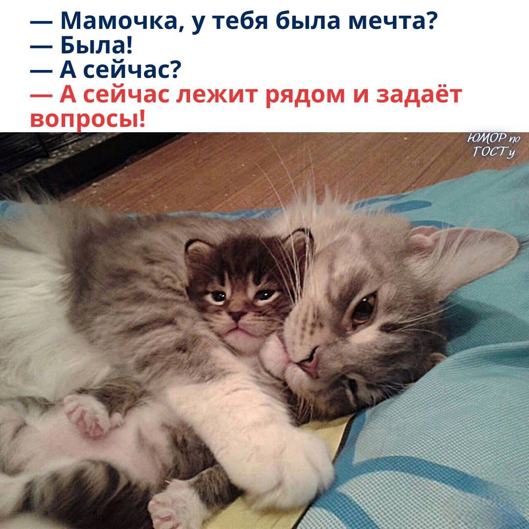 — Мамочка, у тебя была мечта? — Была! — А сейчас? — А сейчас лежит рядом и задаёт вопросы!