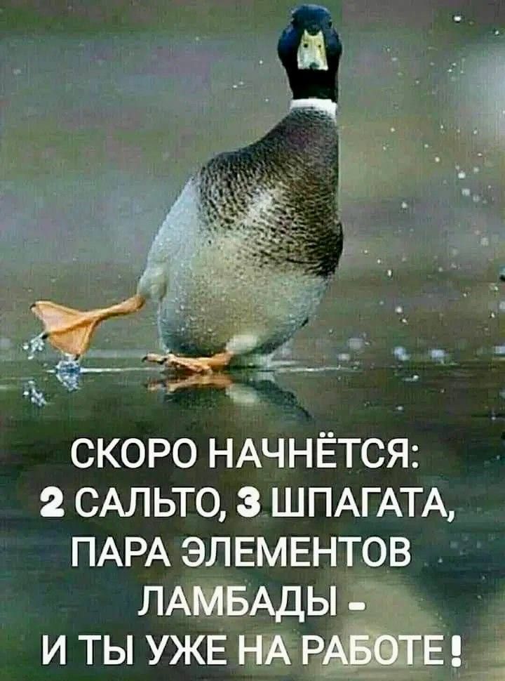 СКОРО НАЧНЁТСЯ: 2 САЛЬТО, 3 ШПАГАТА, ПАРА ЭЛЕМЕНТОВ ЛАМБАДЫ - И ТЫ УЖЕ НА РАБОТЕ!
