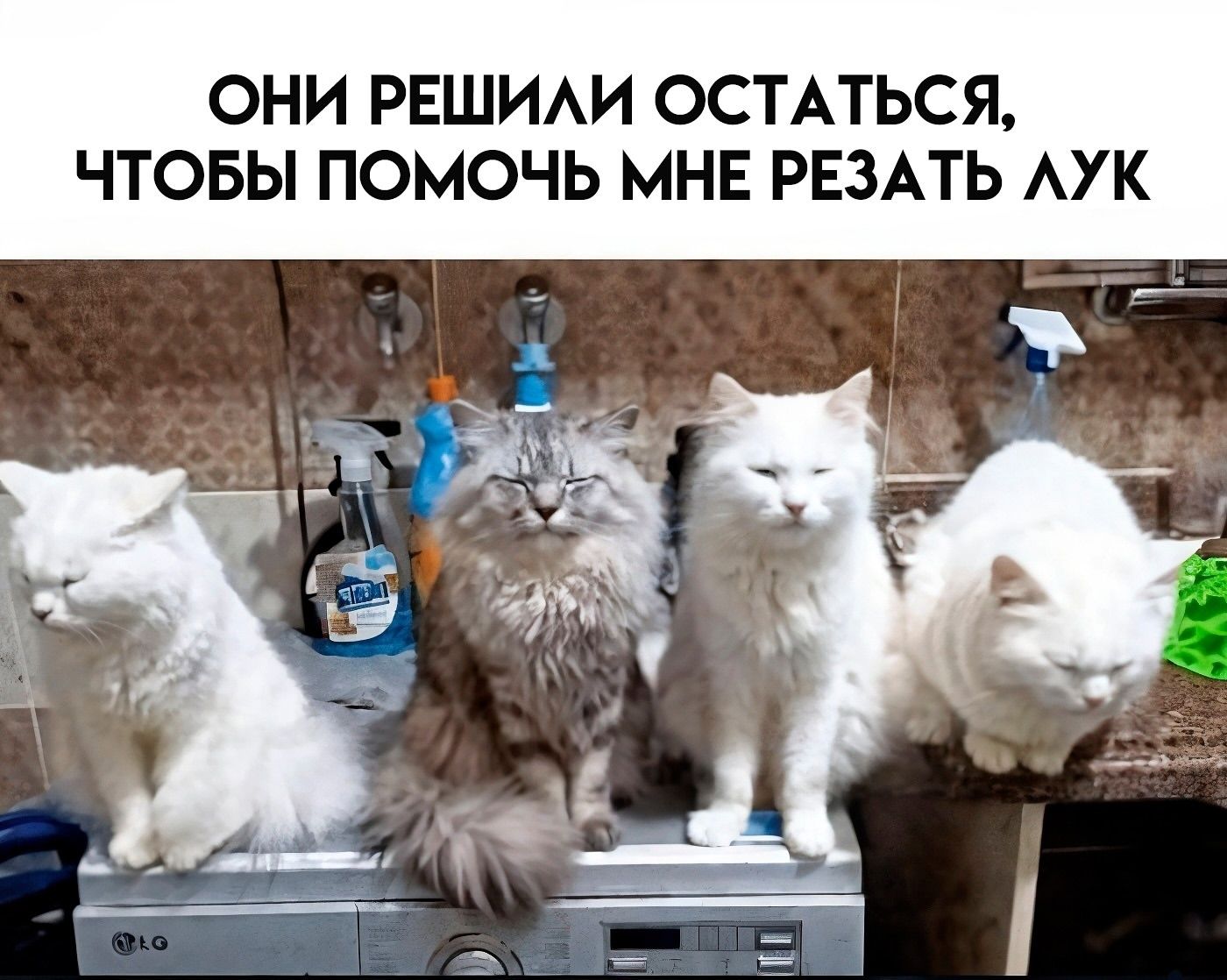 они решили остаться, чтобы помочь мне резать лук