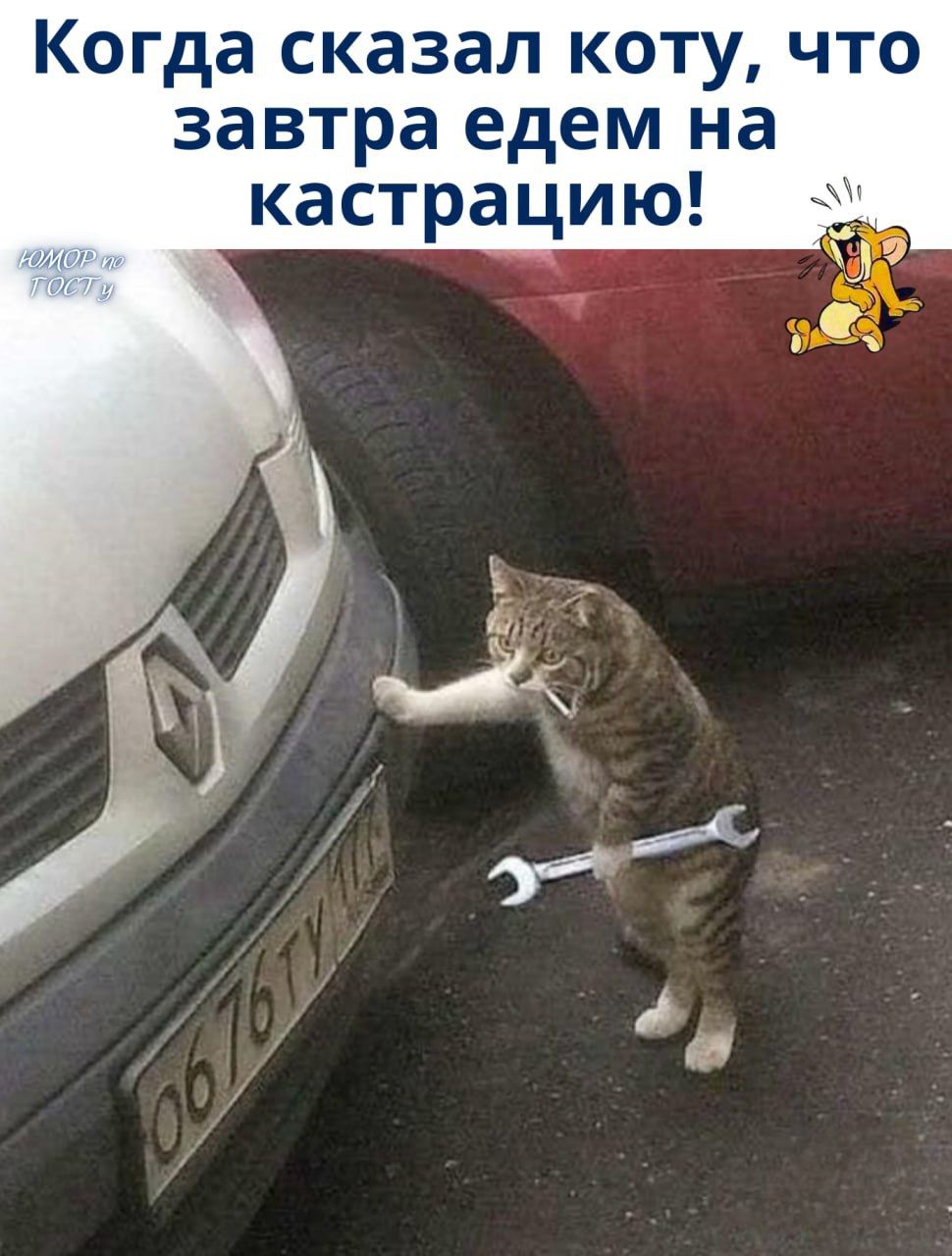 Когда сказал коту, что завтра едем на кастрацию!