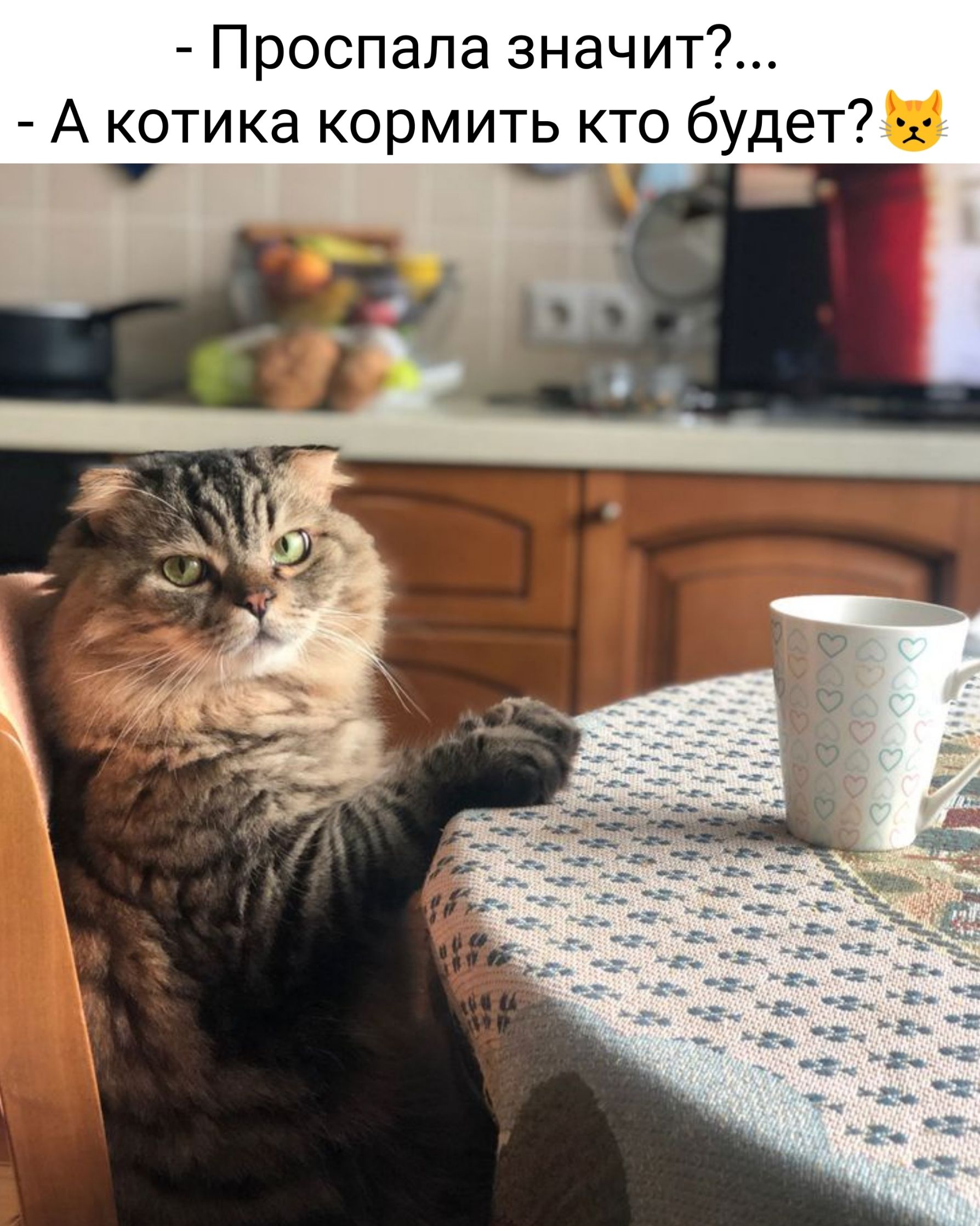 Проспала значит?... - А котика кормить кто будет? 😺