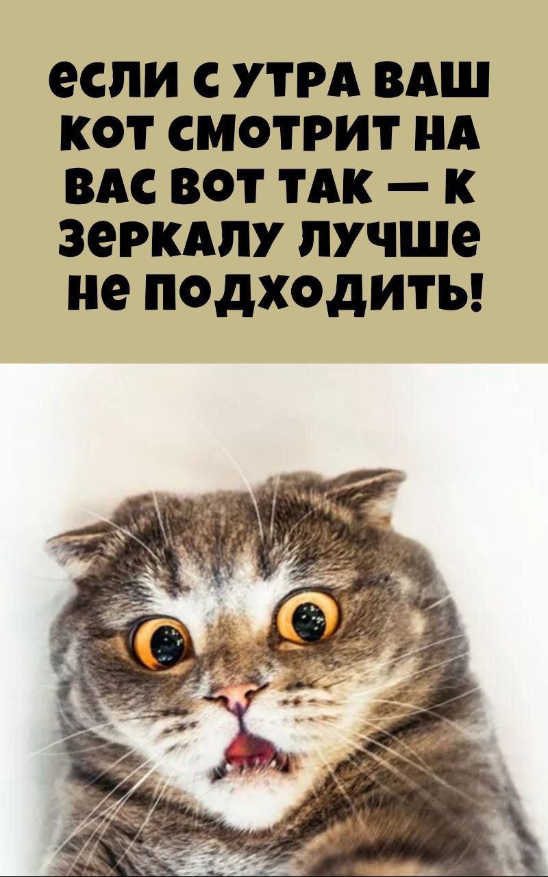 если с утра ваш кот смотрит на вас вот так — к зеркалу лучше не подходить!