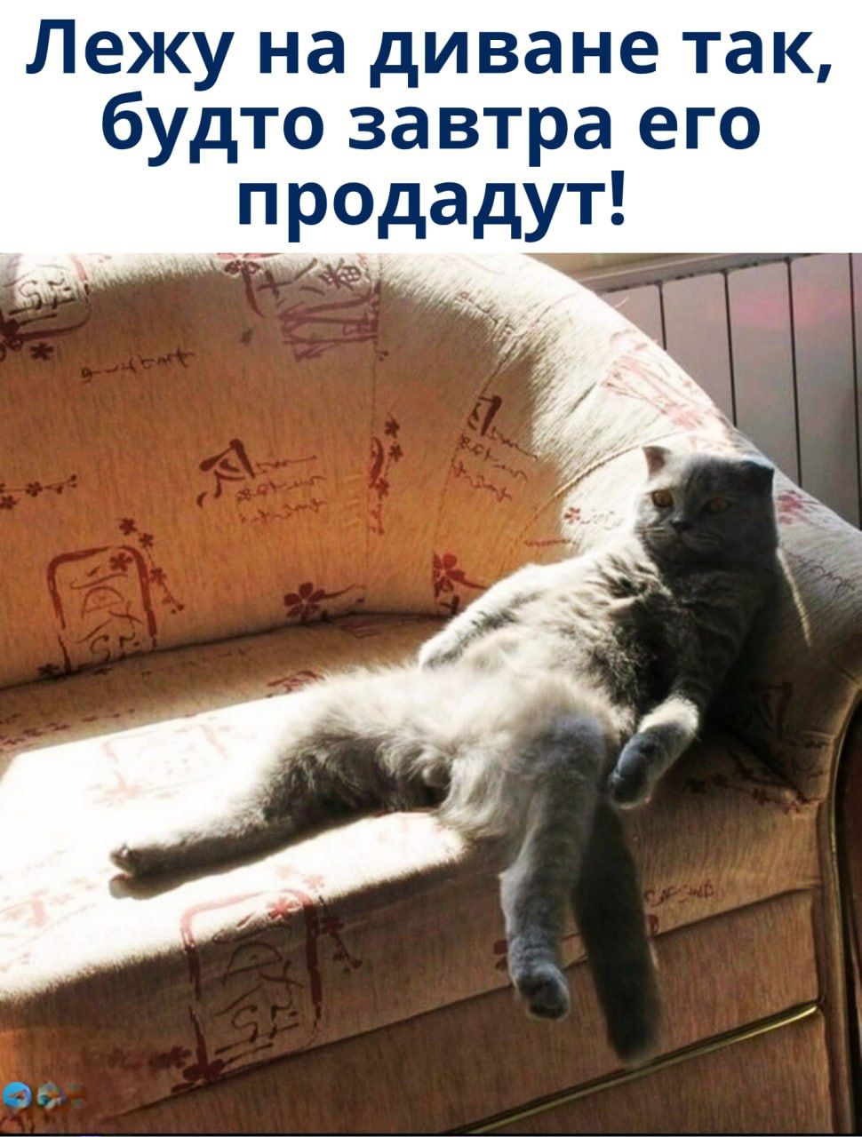 Лежу на диване так, будто завтра его продадут!