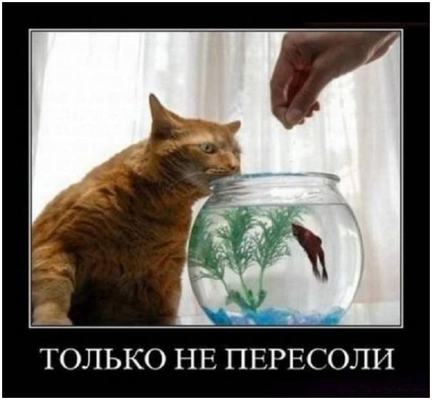 ТОЛЬКО НЕ ПЕРЕСОЛИ