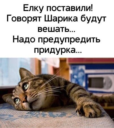 Елку поставили! Говорят Шарика будут вешать... Надо предупредить придурка...