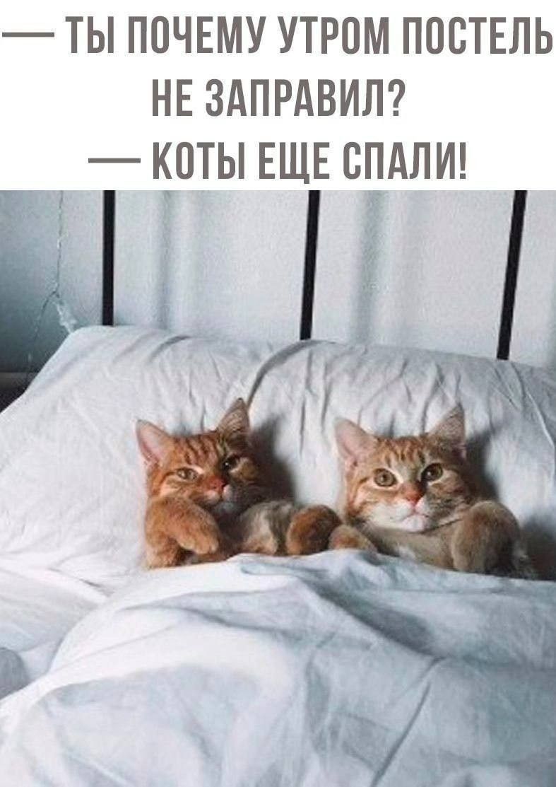 — ТЫ ПОЧЕМУ УТРОМ ПОСТЕЛЬ НЕ ЗАПРАВИЛ? — КОТЫ ЕЩЕ СПАЛИ!