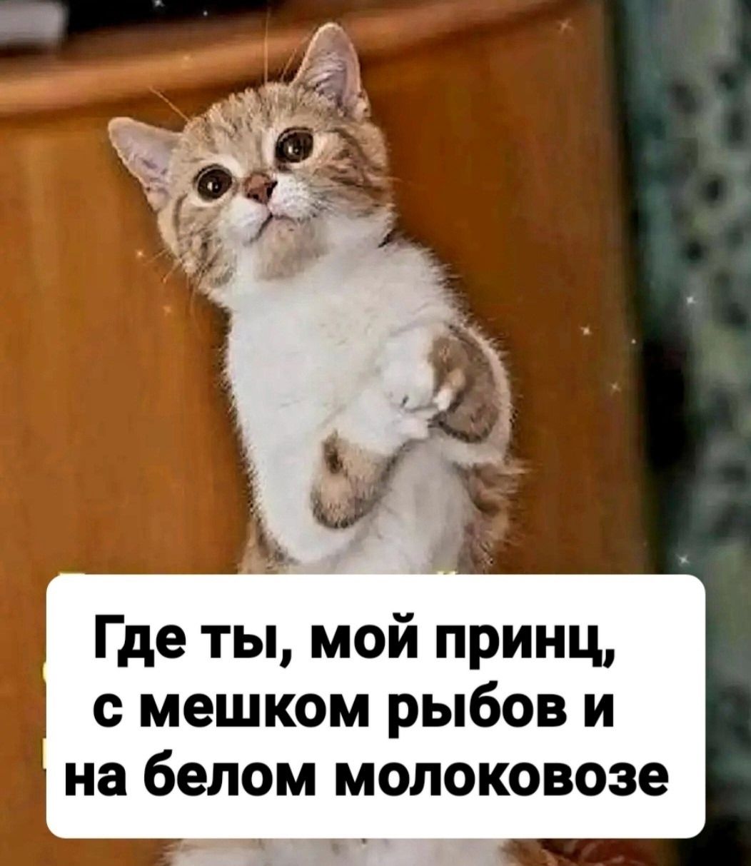 Где ты, мой принц, с мешком рыбов и на белом молоковозе