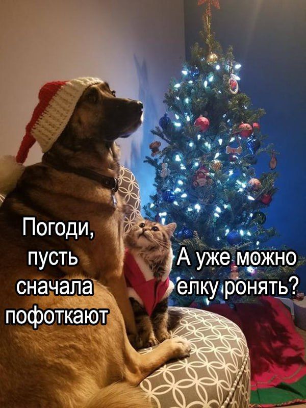 Погоди, пусть сначала пофоткают. А уже можно елку ронять?