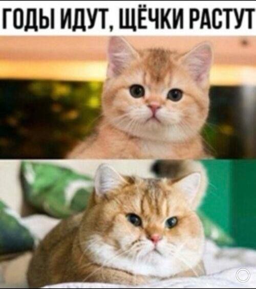 ГОДЫ ИДУТ, ЩЁЧКИ РАСТУТ