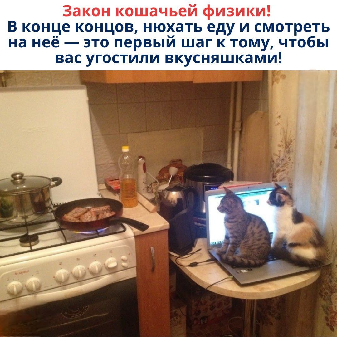 Закон кошачьей физики! В конце концов, нюхать еду и смотреть на неё — это первый шаг к тому, чтобы вас угостили вкусняшками!