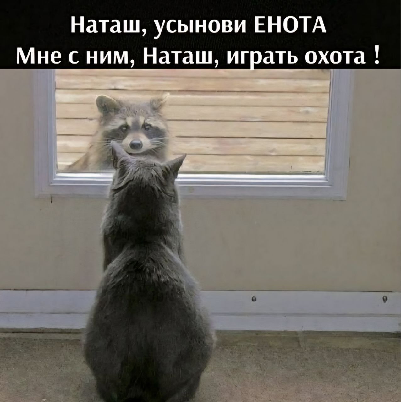 Наташ, усынови ЕНОТА Мне с ним, Наташ, играть охота!