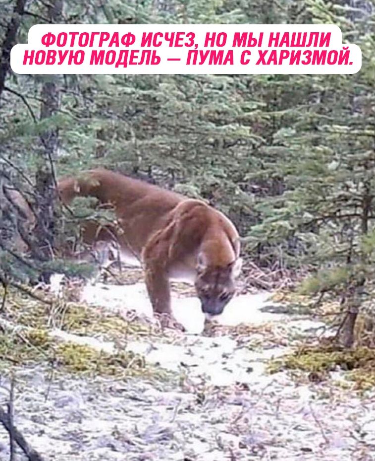 ФОТОГРАФ ИСЧЕЗ, НО МЫ НАШЛИ НОВУЮ МОДЕЛЬ — ПУМА С ХАРИЗМОЙ.