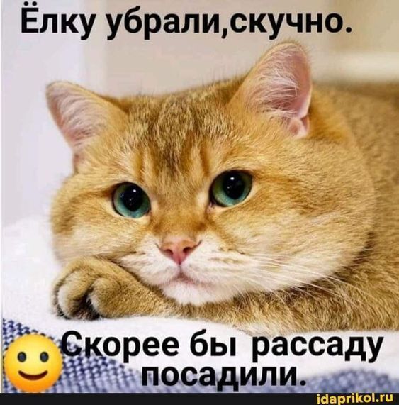 Ёлку убрали, скучно. Скорее бы рассаду посадили.