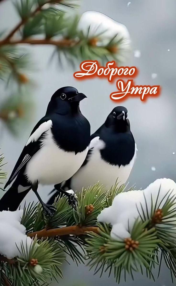 Доброе утро