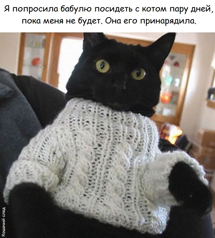 Я попросила бабулю посидеть с котом пару дней, пока меня не будет. Она его прирaнила.