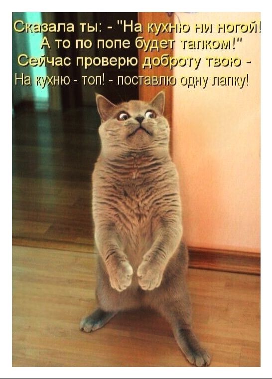 Сказала ты: - «На кухню или ногой! А то попе будет палком!» Сейчас проверю доброту твою — На кухню — топ! — поставлю одну лапку!