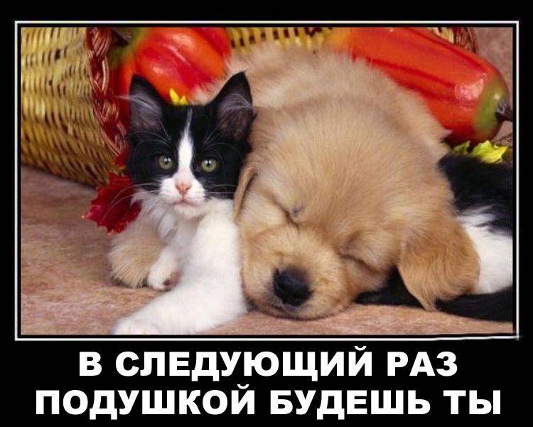 В СЛЕДУЮЩИЙ РАЗ ПОДУШКОЙ БУДЕШЬ ТЫ