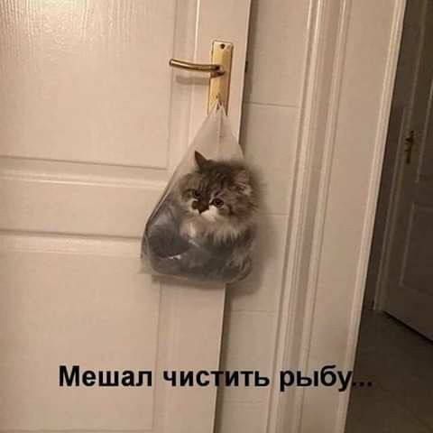 Мешал чистить рыбу...