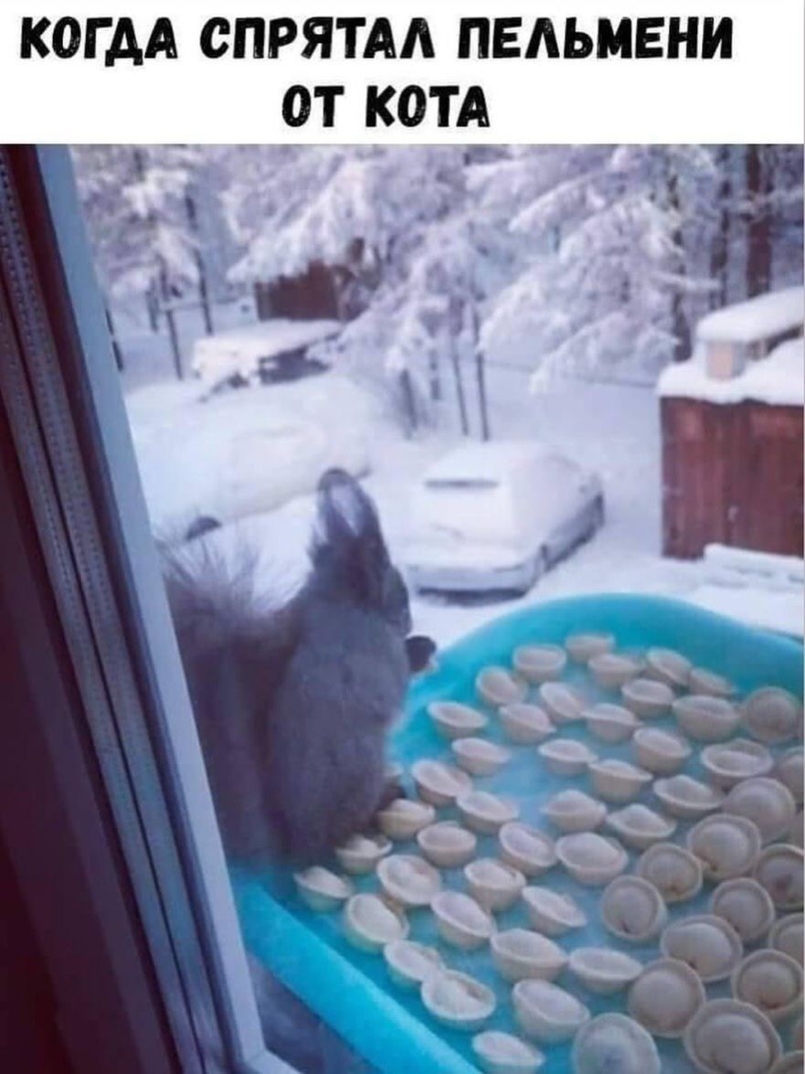 КОГДА СПРЯТАЛ ПЕЛЬМЕНИ ОТ КОТА