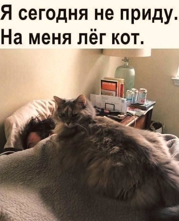 Я сегодня не приду. На меня лёг кот.