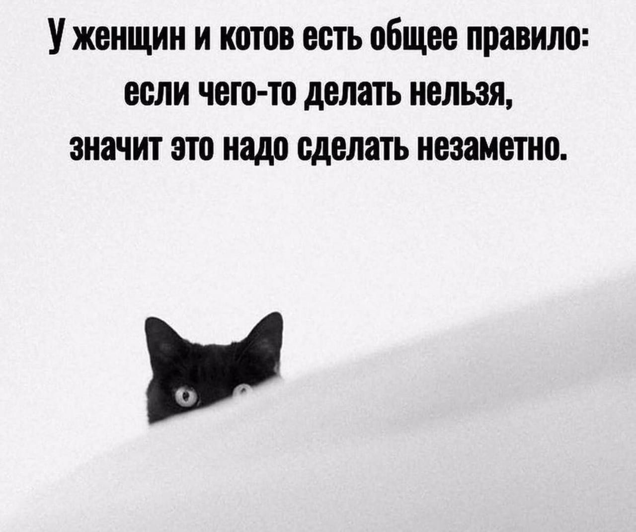 У женщин и котов есть общее правило: если чего-то делать нельзя, значит это надо сделать незаметно.
