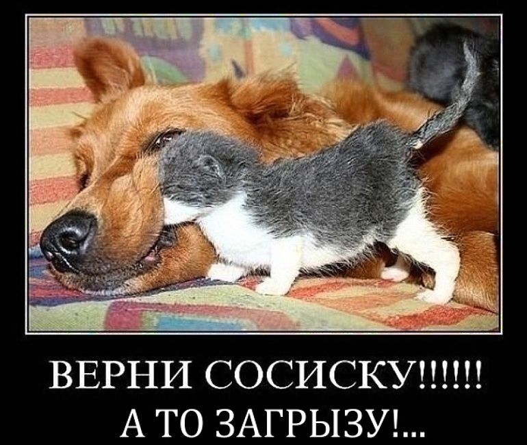 ВЕРНИ СОСИСКУ!!!!!! А ТО ЗАГРЫЗУ!