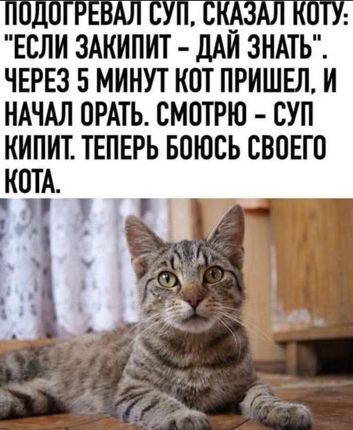 ПОДОГРЕВАЛ СУП, СКАЗАЛ КОТУ: «ЕСЛИ ЗАКИПИТ – ДАЙ ЗНАТЬ». ЧЕРЕЗ 5 МИНУТ КОТ ПРИШЕЛ, И НАЧАЛ ОРАТЬ. СМОТРЮ — СУП КИПИТ. ТЕПЕРЬ БОЮСЬ СВОЕГО КОТА.