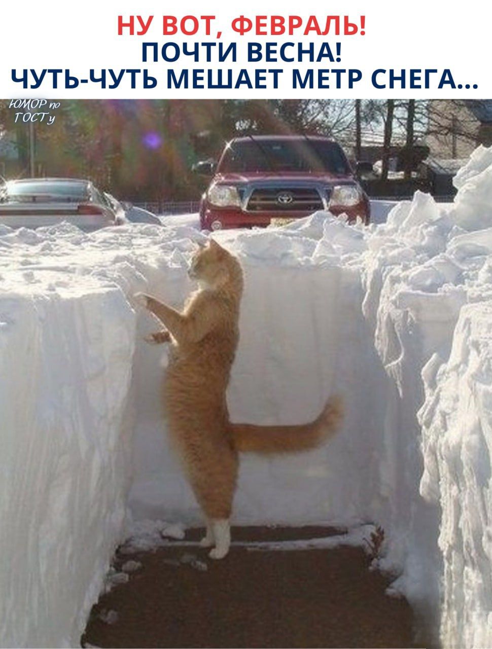 НУ ВОТ, ФЕВРАЛЬ! ПОЧТИ ВЕСНА! ЧУТЬ-ЧУТЬ МЕШАЕТ МЕТР СНЕГА...