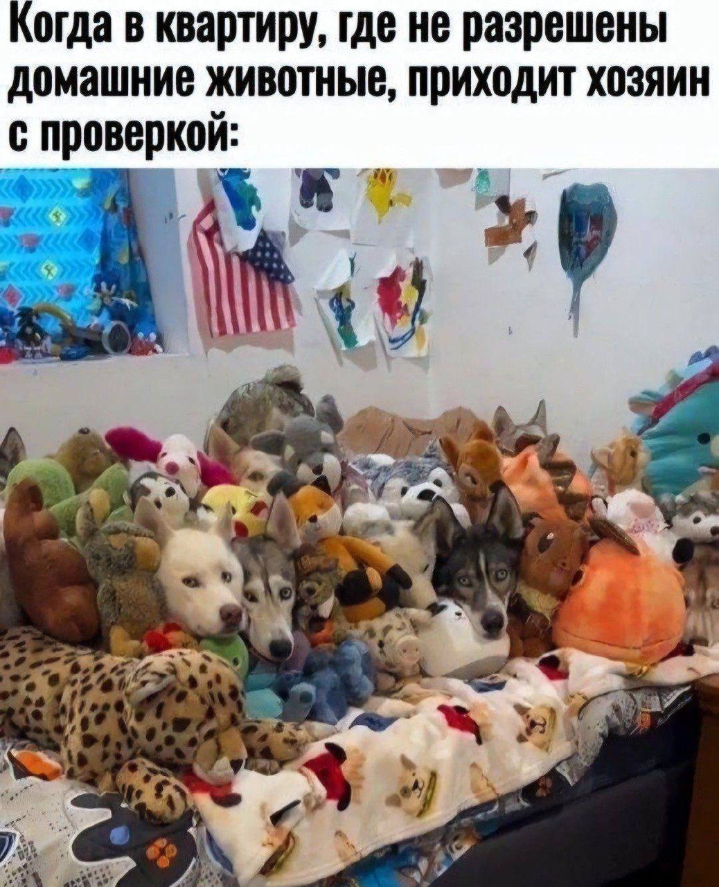 Когда в квартиру, где не разрешены домашние животные, приходит хозяин с проверкой: