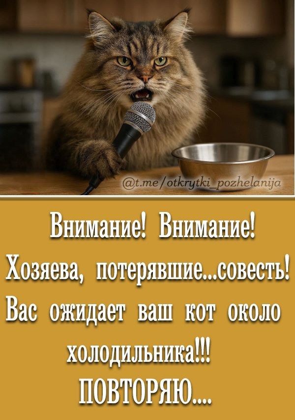 Внимание! Внимание! Хозяева, потерявшие...совесть! Вас ожидает ваш кот около холодильника!!! ПОВТОРЯЮ....