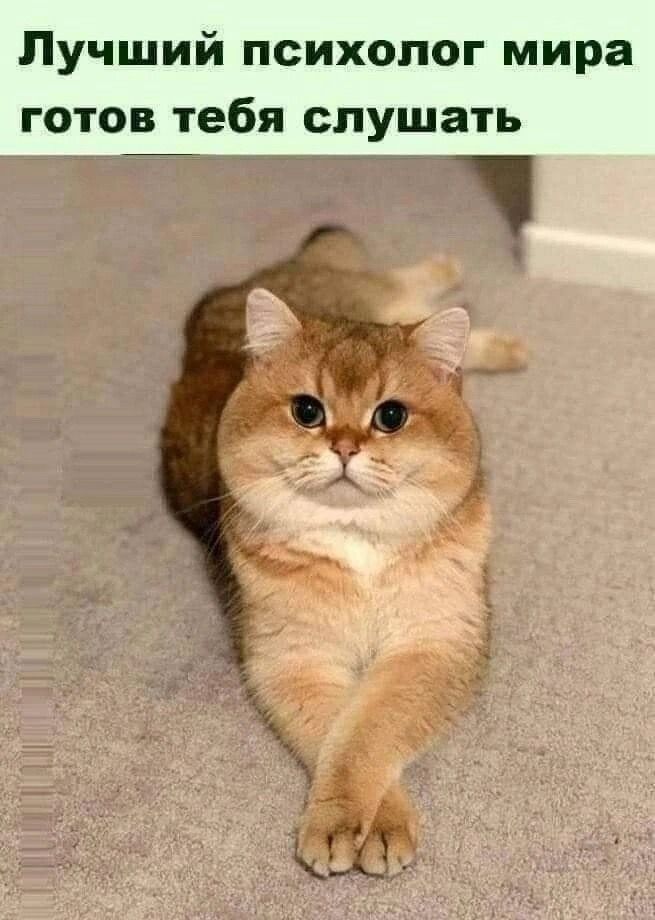 Лучший психолог мира готов тебя слушать