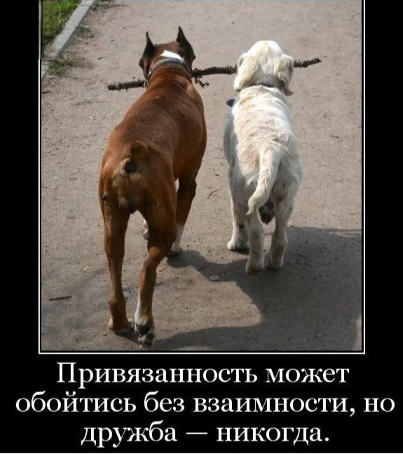 Привязанность может обойтись без взаимности, но дружба — никогда.