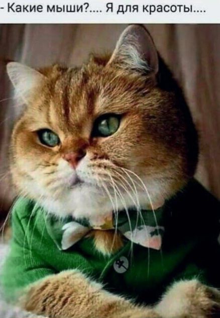 Какие мыши?... Я для красоты....
