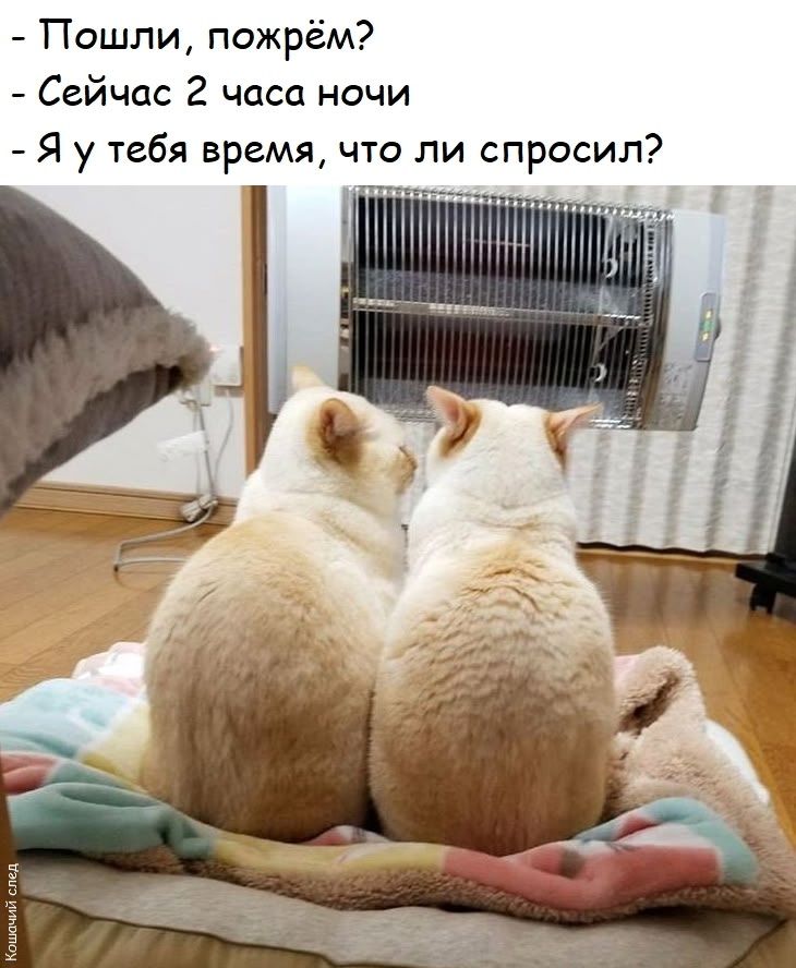 - Пошли, пожрём?
- Сейчас 2 часа ночи
- Я у тебя время, что ли спросил?