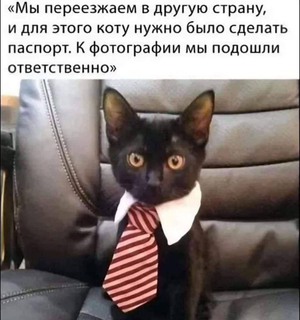 «Мы переезжаем в другую страну, и для этого коту нужно было сделать паспорт. К фотографии мы подошли ответственно»