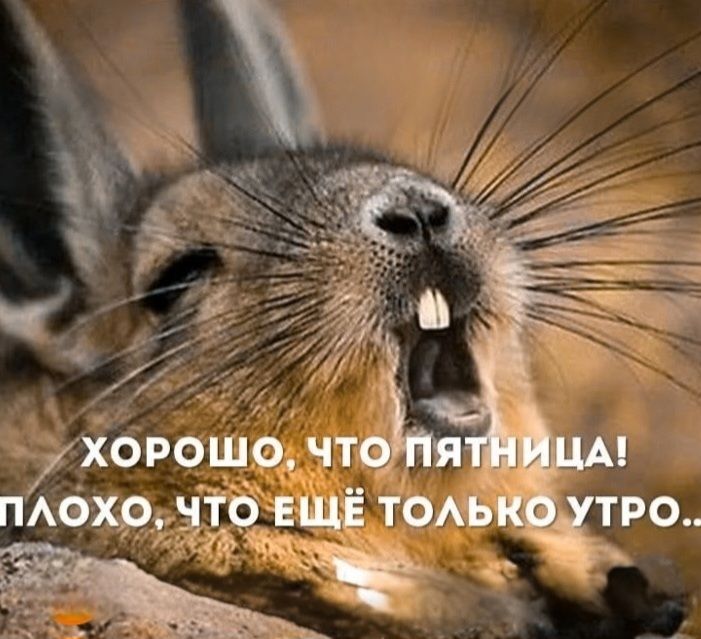 ХОРОШО, ЧТО ПЯТНИЦА! ПЛОХО, ЧТО ЕЩЁ ТОЛЬКО УТРО..