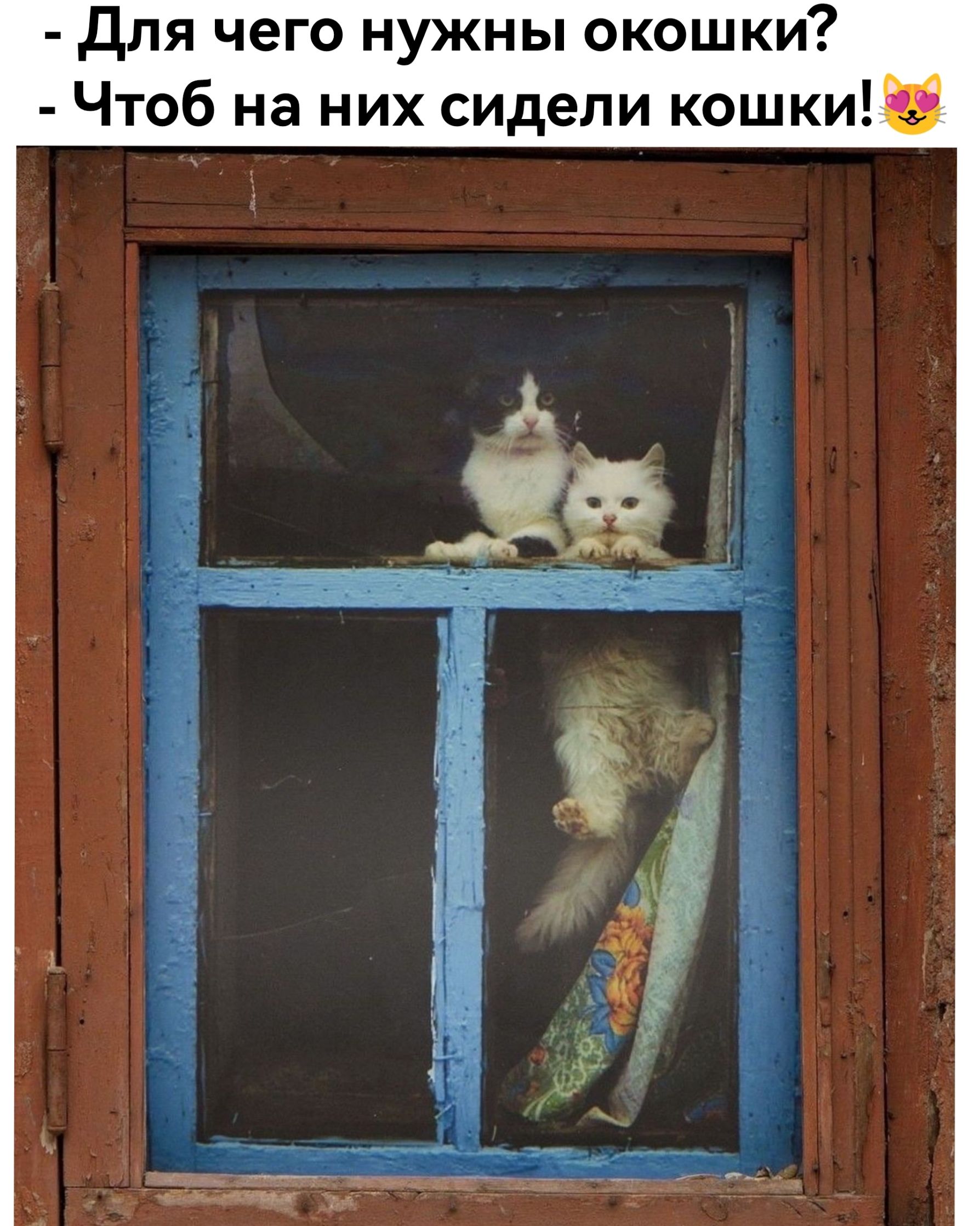 Для чего нужны окошки? - Чтоб на них сидели кошки!