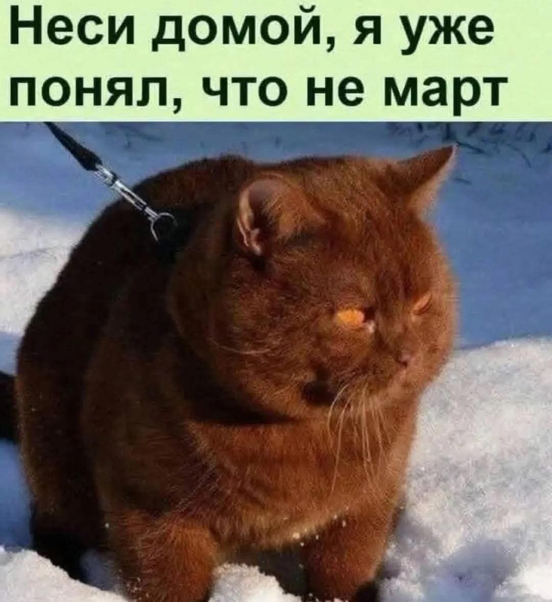 Неси домой, я уже понял, что не март