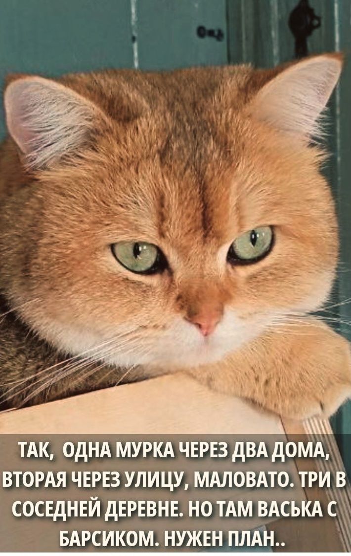 Так, одна мурка через два дома, вторая через улицу, маловато. Три в соседней деревне. Но там Васька с барсиком. Нужен план..