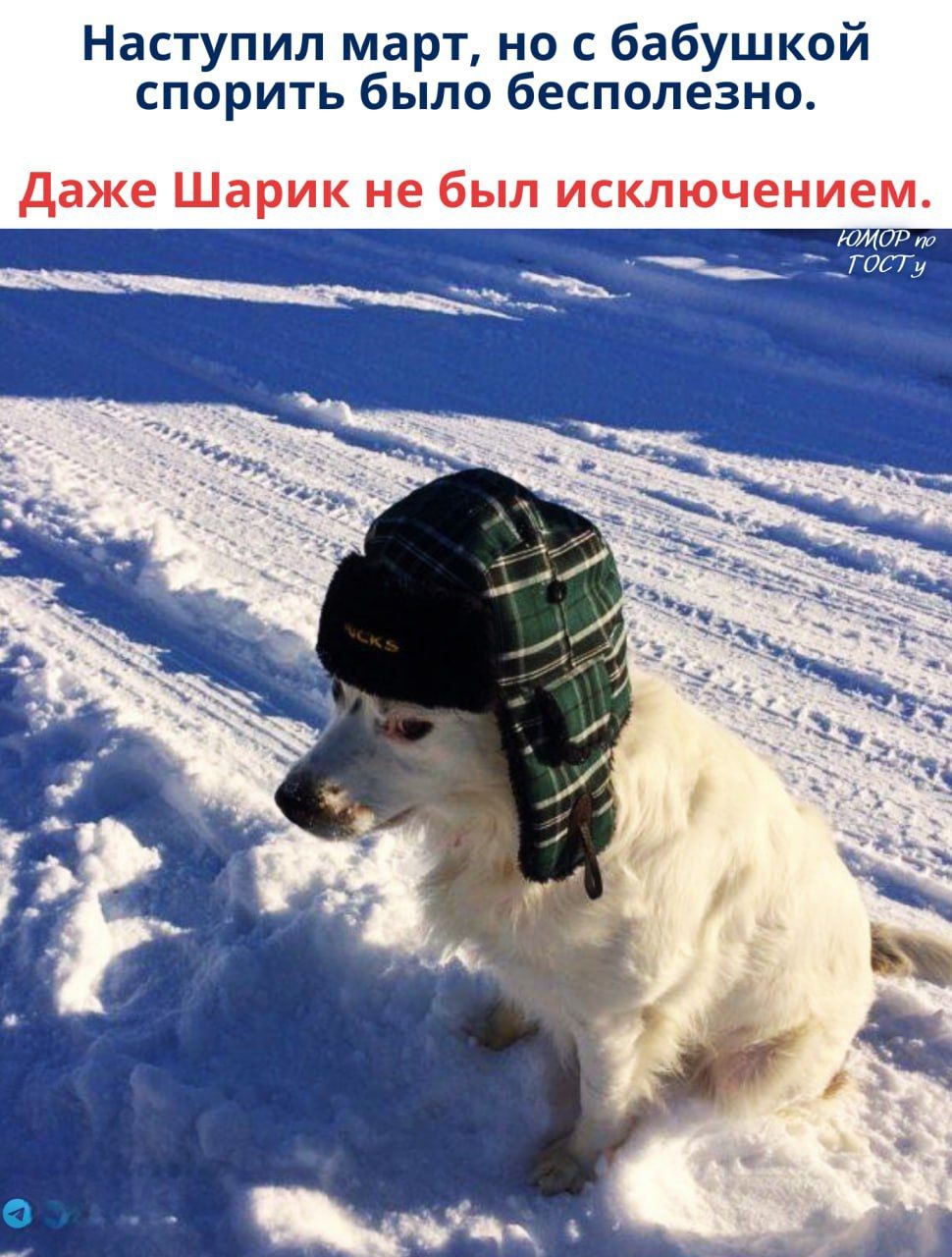 Наступил март, но с бабушкой спорить было бесполезно. Даже Шарик не был исключлением.