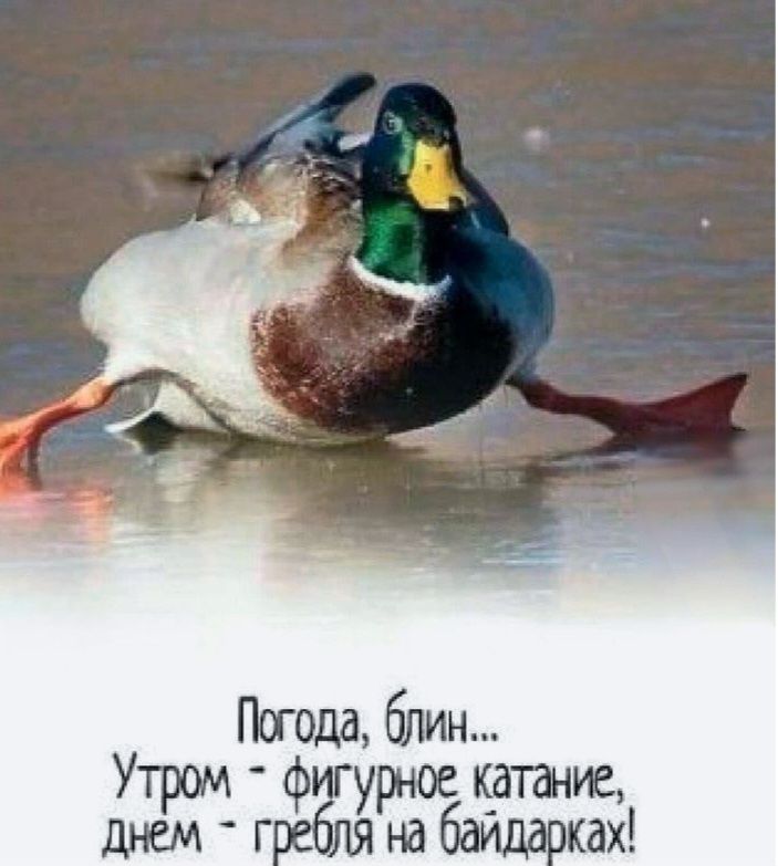 Погода, блин... Утром - фигурное катание, днем - гребля на байдарках!