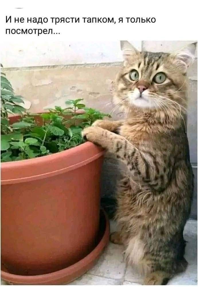 И не надо трясти тапком, я только посмотрел...