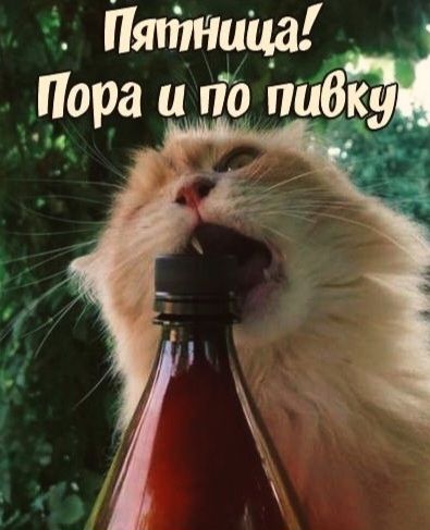 Пятница! Пора и по пивку
