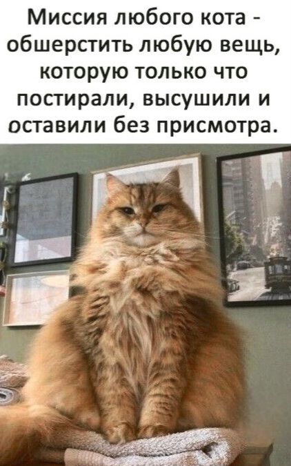 Миссия любого кота - общершить любую вещь, которую только что постирали, высушили и оставили без присмотра.