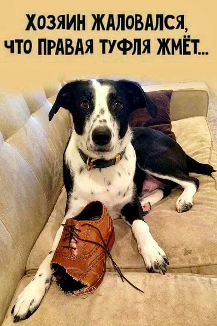 Хозяин жаловался, что правая туфля жмёт...